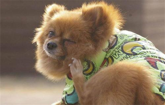 狗狗身上有皮屑怎么处理