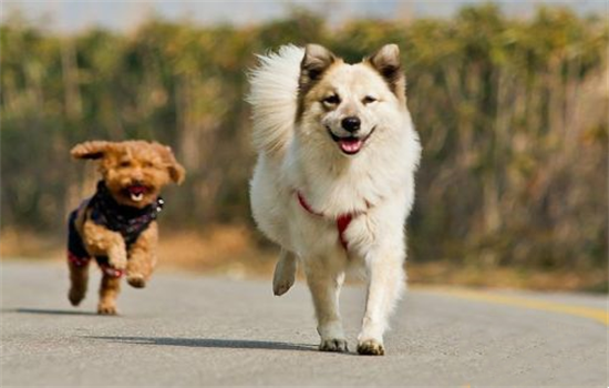 狗狗运动完多久能洗澡