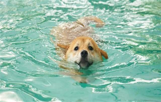 狗狗运动过量的表现