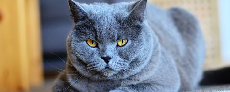 猫不怎么吃猫粮怎么办