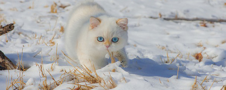 幼猫喝了牛奶怎么补救