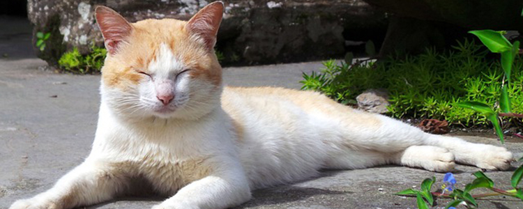 猫咪夏天怕热吗