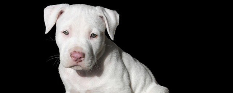 狗狗能吃螃蟹肉吗