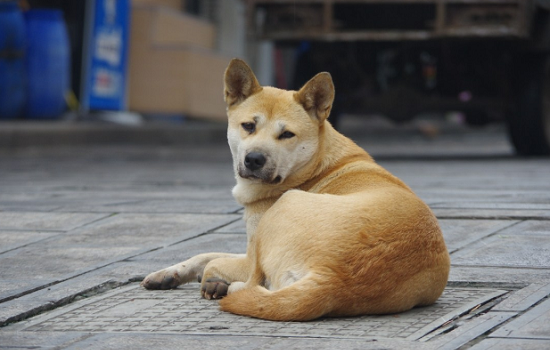 为什么养土狗的人越来越少