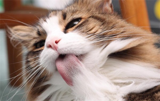 ​猫不吃猫草也不吃化毛膏怎么办