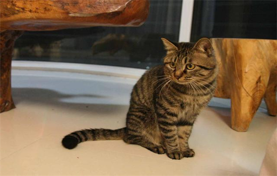 ​纯种狸花猫和普通狸花猫的区别
