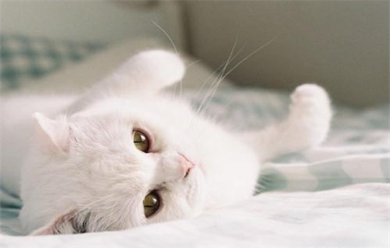 猫咪可以去外面草坪玩吗