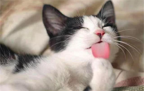 猫咪必须吃化毛膏吗