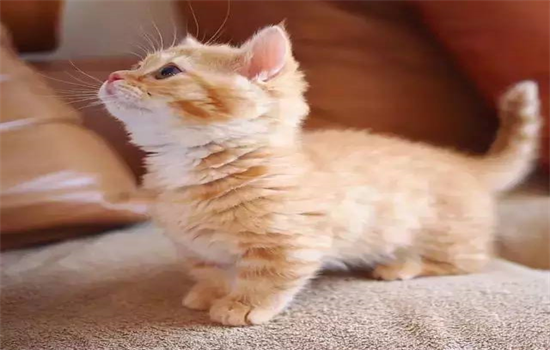 ​短腿橘猫是什么品种