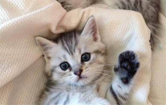 ​幼猫多大开始驱虫打疫苗