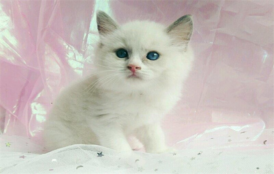 ​布偶猫幼崽多大可以洗澡