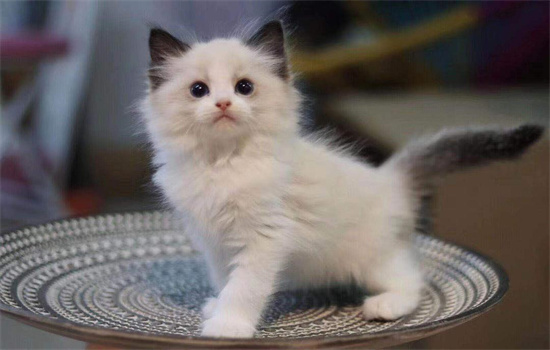 ​幼猫多大可以吃干猫粮