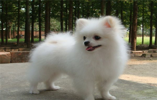 ​狗为什么要抬腿小便