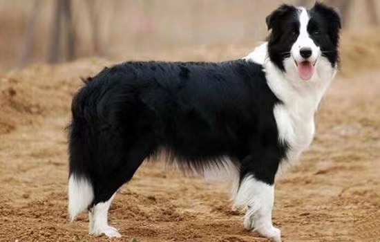 ​狗为什么要挤肛门腺