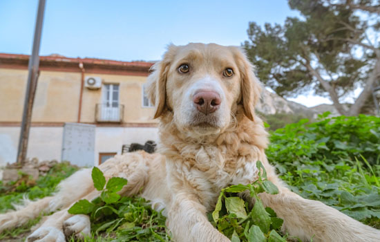 苏格兰牧羊犬喂食要点及注意事项