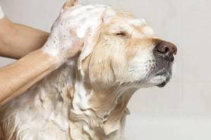 「狗狗除螨沐浴露」究竟有效，还是智商税？