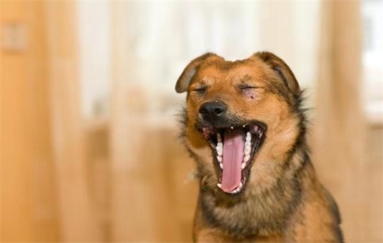 ​狗狗快速催吐的方法