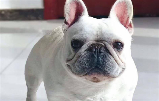 ​法斗身上起疙瘩怎么回事