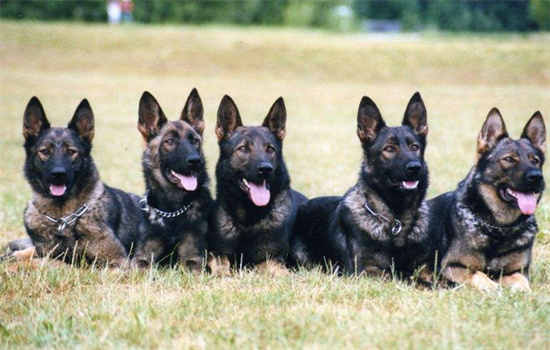 7个警用犬品种图片