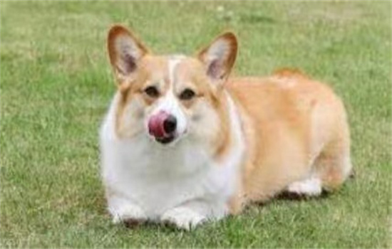 ​柯基不爱吃饭怎么回事