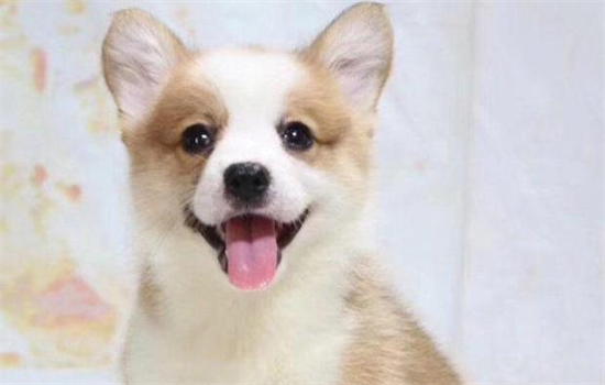 ​幼犬柯基如何喂养