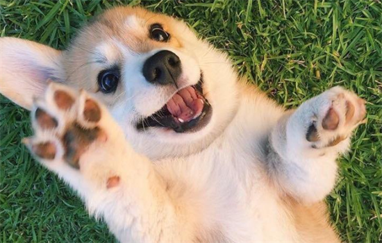 ​狗狗突然特别粘人怎么回事