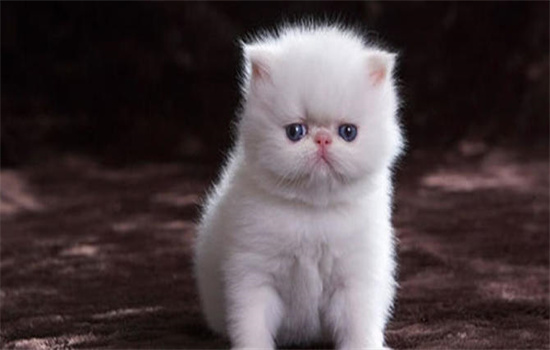 ​猫咪抑郁的症状表现