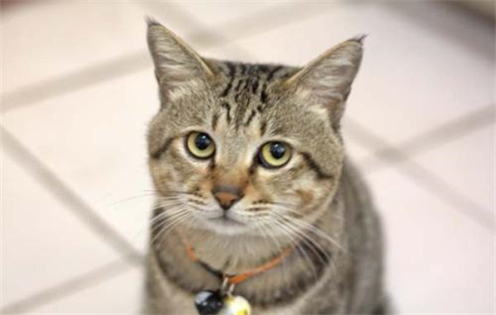 ​猫戴项圈会难受吗