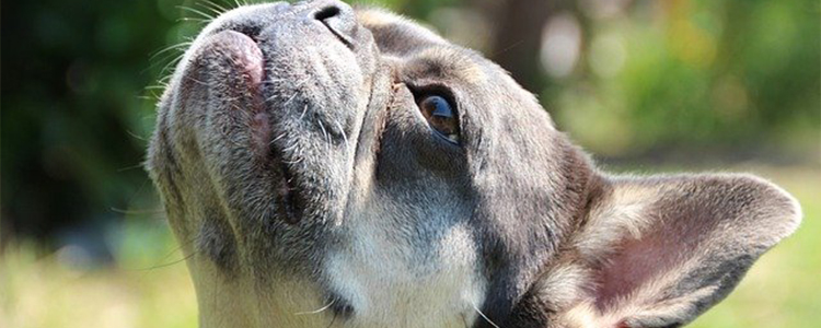 狗能吃鸡蛋壳吗