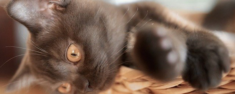 猫咪睡觉睁眼睛怎么回事