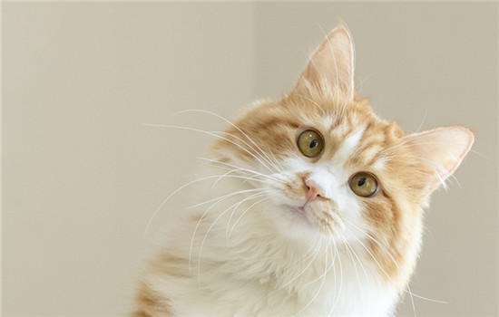 2个月小猫怎样适应新家,注意疾病