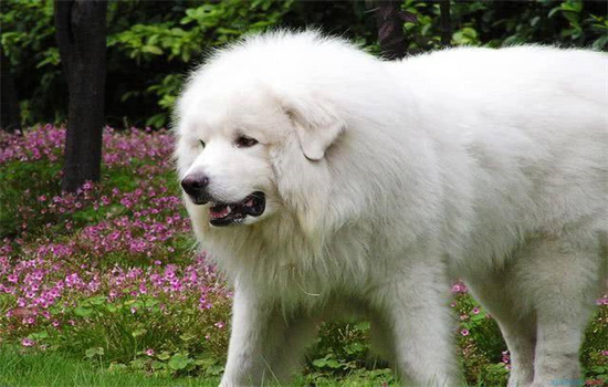 大型犬类白色图片