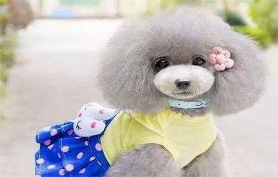 灰泰迪怎么样返灰快