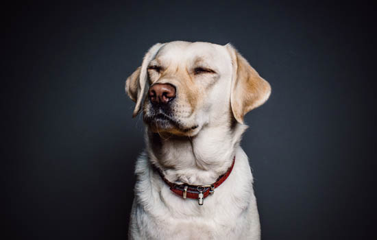 小狗有狂犬病毒什么症状