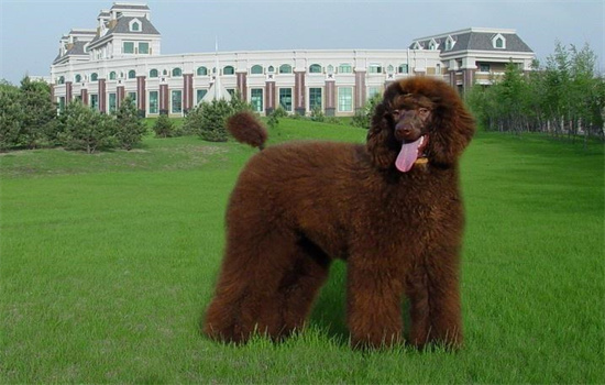 ​巨贵可以长到多少斤