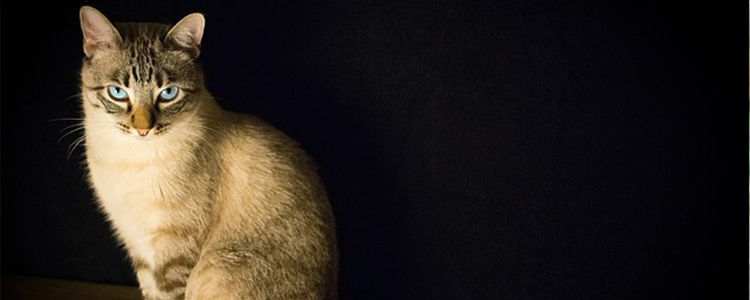 猫猫打完疫苗嗜睡怎么办