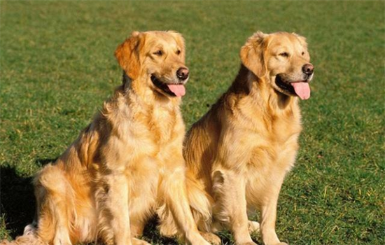 ​狗狗被骑能强制拉开么