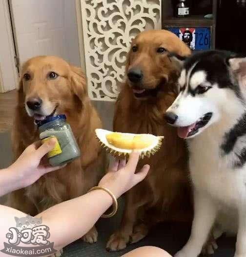 养狗别做这些“蠢事”，对狗子没好处！