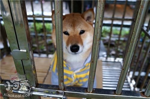 养狗别做这些“蠢事”，对狗子没好处！