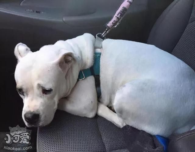 养狗别做这些“蠢事”，对狗子没好处！