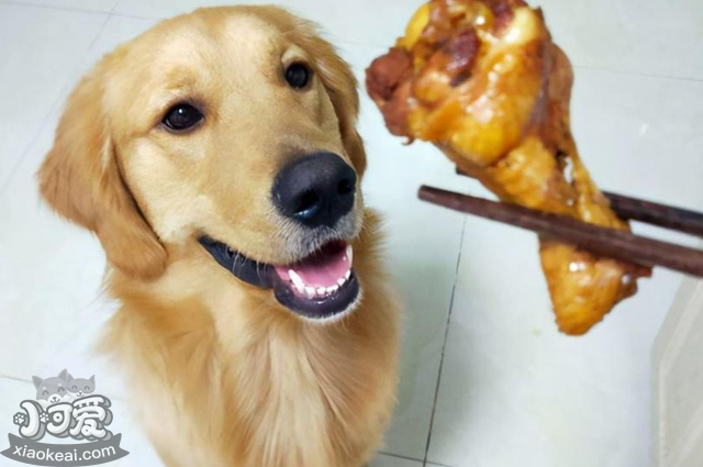 养狗别做这些“蠢事”，对狗子没好处！