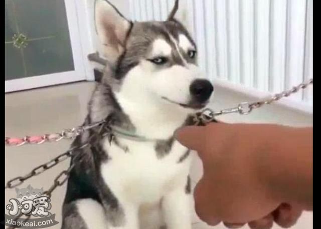 养狗别做这些“蠢事”，对狗子没好处！