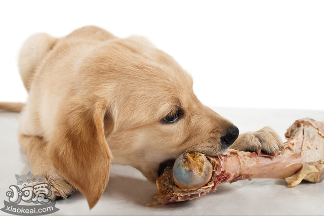 养狗别做这些“蠢事”，对狗子没好处！