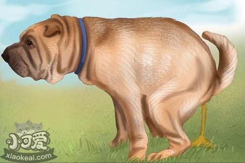 养狗别做这些“蠢事”，对狗子没好处！