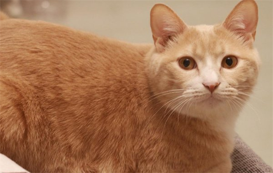 ​猫用后脚蹬人什么意思