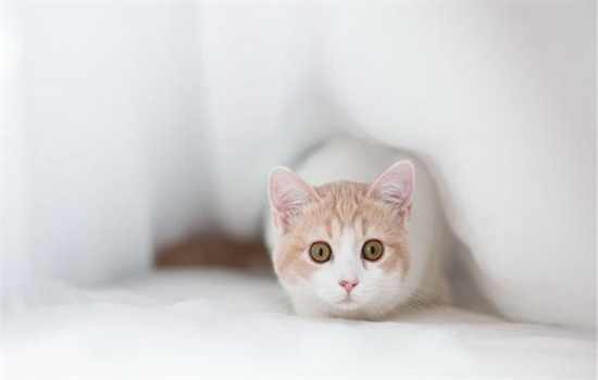 猫三联最长隔多久打一次