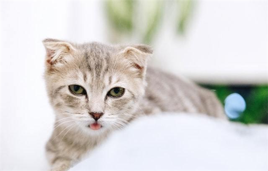 ​猫妈妈会吃掉自己的孩子吗