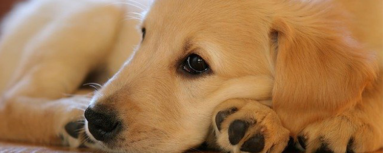 两个月的拉布拉多怎么训练上厕所