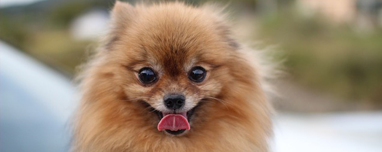 如何教狗狗定点上厕所