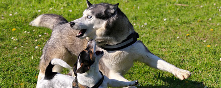 为什么不建议狗狗吃猪瘦肉